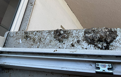 Vorher / Nachher-Aufnahme eines von Taubenkot beschmutzen bzw. gereinigtem Fenstersims