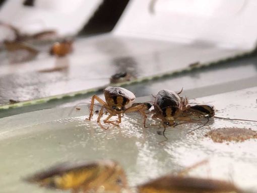Zwei Schaben in Nahaufnahme auf einem Tisch mit Essensresten