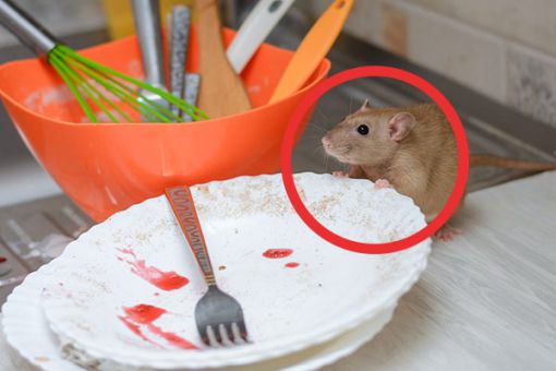 Maus auf der Küchentheke neben dreckigem Geschirr