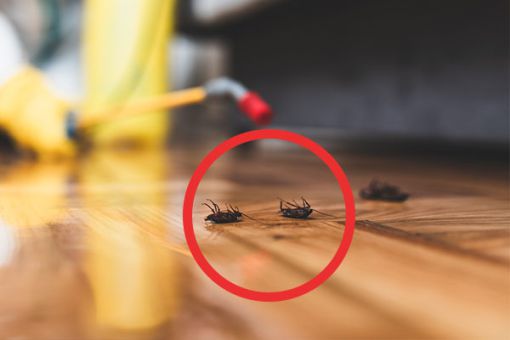 Tote Käfer auf dem Boden